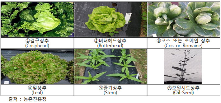 맛있고 건강한 우리 농산물 이야기(5) 상추