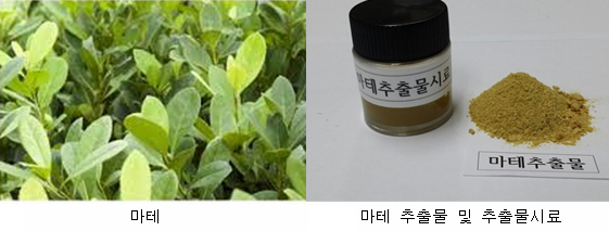 식욕 줄이는 법 마테 추출물, 통증 완화 효과” < 식품산업 < News < 기사본문 - 식품저널 foodnews