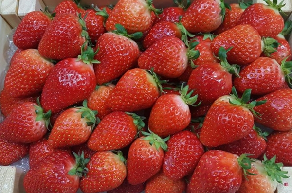 올 들어 5월까지 국산 딸기 수출액이 4900만 달러로, 전년 동기보다 24.7% 증가한 것으로 나타났다. 사진=식품저널DB