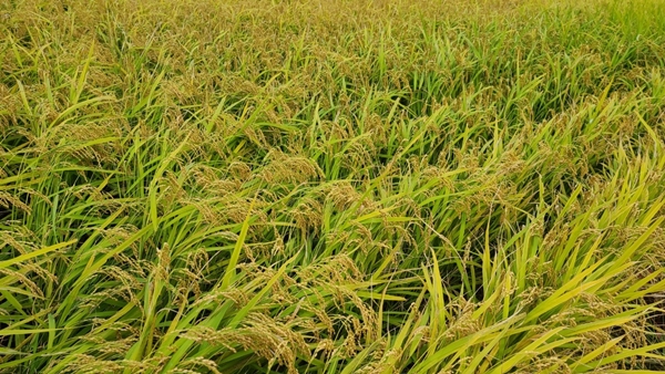 FAO)에 따르면, 9월 곡물 가격지수는 8월보다 2.0% 상승한 132.5포인트로, 전년 동월보다는 27.3% 상승했다. 사진=식품저널DB
