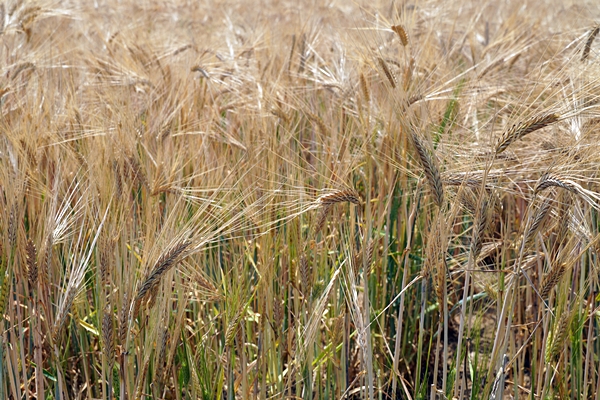 농식품부가 러시아-우크라이나 사태에 따른 국제곡물 시장 불안 우려에 대응해&nbsp; 사진=식품저널DB