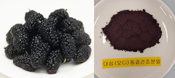 농진청, ‘오디’ 소화기능 개선 효과 동물실험서 확인