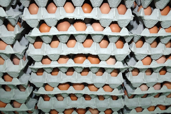 농식품부는 고병원성 조류인플루엔자 확산에 대비, 계란 수급 안정을 위해 산란계 밀집 사육지역 특별 방역관리, 계란가공품 할당관세 조기 시행, 계란유통업체의 과도한 재고 보유 여부 점검을 실시할 계획이다. 사진=식품저널DB