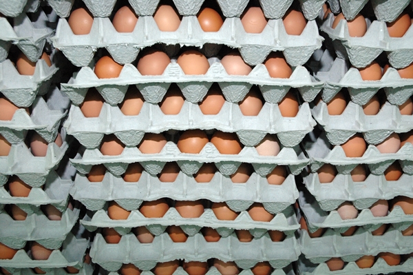 식약처는 식용란의 살모넬라 검사항목을 현행 살모넬라균 1종(<em>Salmonella Enteritidis</em>)에 2종(<em>Salmonella Typhimurium, Salmonella Thompson</em>)을 추가했다. 사진=식품저널DB