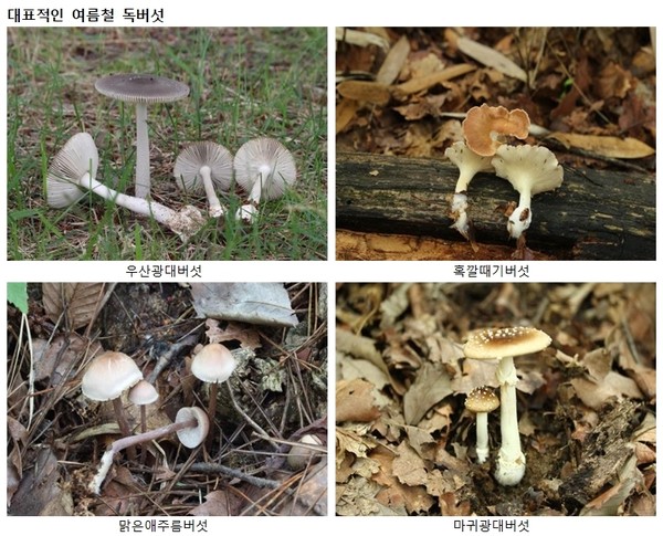 식약처 제공