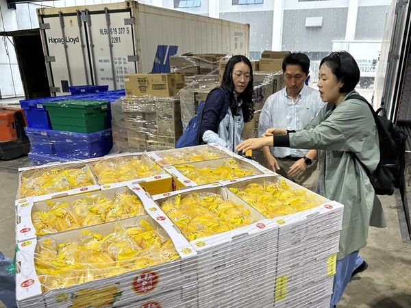 CA 선박 기술을 적용, 싱가포르로 수출된 한국산 참외. 사진=농진청<br>