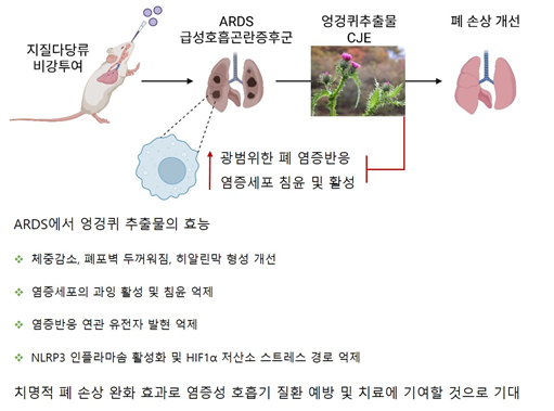 급성호흡곤란증후군에서 엉겅퀴 추출물의 작용기전과 효능. 토토사이트연 제공<br>