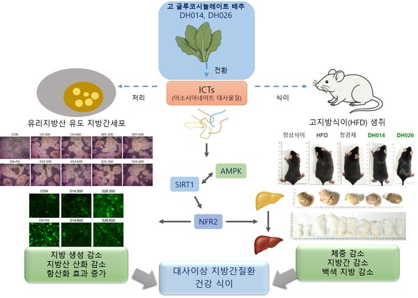 HGSL 배추의 항암, 항염, 대사 관련 지방간 질환(MAFLD) 기전 모식도