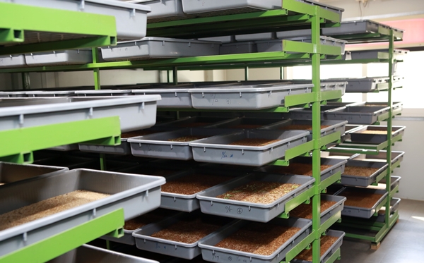 경기ㆍ강원ㆍ충남ㆍ경북ㆍ경남ㆍ전북ㆍ전남 7개 지역이 ‘그린바이오산업 육성지구’로 최초 지정됐다. 그린바이오산업은 △미생물 △천연물 △식품소재 △곤충 △종자 △동물용의약품 등 6대 분야를 중심으로 성장하고 있는 차세대 산업이다. 사진은 식용곤충 사육실. 사진=식품저널DB