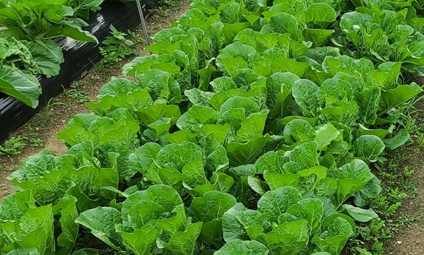  ‘농산업’ 정의를 신설하고,&nbsp;농지가 농산물의 안정적 공급에 적절한 규모로 유지될 수 있도록 보전돼야 한다는 내용&nbsp;등을 담은 농업ㆍ농촌 및 식품산업 기본법 개정안이 2일 국회 본회의에서 가결됐다. 사진=식품저널DB<br>