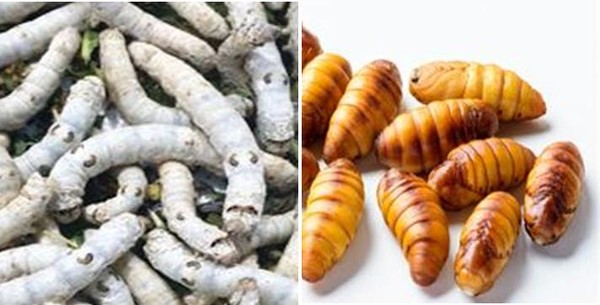 식용 누에 유충과 번데기. 사진=농진청