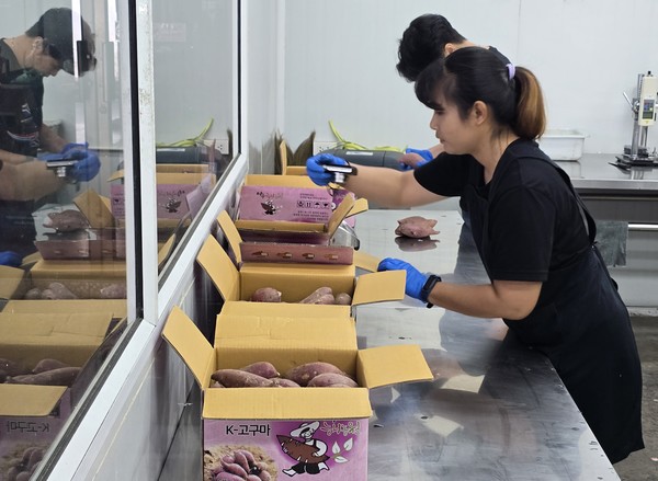 K-고구마 태국 현지 품질 검사 현장. 사진=농진청