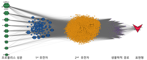 프로폴리스 성분이 영향을 줄 수 있는 경로 분석. 농진청 제공<br>