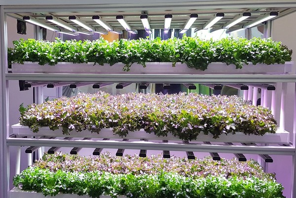 산업단지에 건축물 형태의 수직농장(또는 식물공장)이 입주할 수 있도록 하는 법적 근거가 마련됐다. 사진=식품저널DB