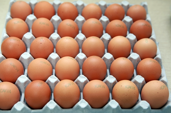 축산물품질평가원은 소비자가 계란의 이력 정보를 더욱 쉽고 편리하게 확인할 수 있도록 계란 이력번호 조회 서비스 기능을 개선했다. 사진=식품저널DB