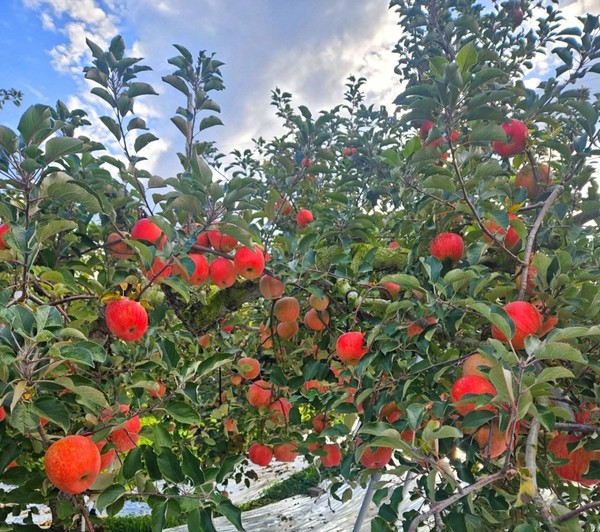 과수산업의 경쟁력 강화는 농가 개인의 노력만으로는 불가능하므로 정부와 지자체의 정책 패러다임 전환을 이 필요하다는 지적이 나왔다.&nbsp; 사진=전북 김제 소재 산지뜸농원