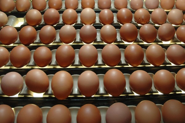 정부는&nbsp;공정거래위원회가 지난 1월 생산자단체에서 희망 산지가격을 고시해 인위적으로 가격을 조정한 행위를 가격 담합으로 판단한 것과 관련, 공정위 제재가 확정되면 계란 산지가격 담합을 주도한 업체‧협회에 대해 정책자금 지원을 배제하고 설립 허가 취소를 검토하기로 했다. 사진=식품저널DB