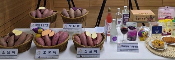 국내에서 재배 중인 주요 고구마 품종. 사진=나명옥 기자