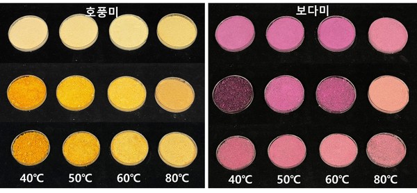 건조 온도에 따른 고구마 분말의 색상.&nbsp;사진=국립식량과학원 소득식량자원연구소&nbsp;