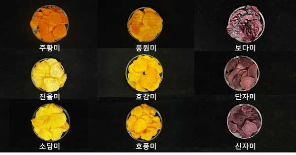 고구마 품종별 칩 외관.&nbsp;사진=국립식량과학원 소득식량자원연구소