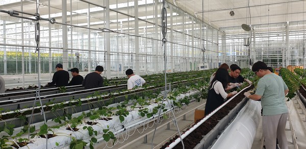 스마트팜 청년창업 보육센터 실습 현장. 사진=농진원