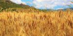 USDA 2019ㆍ20년도 세계 곡물 수급 전망