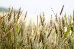 국제 곡물수급 위기 대비 해외곡물 확보 가상훈련