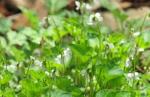 콩제비꽃 추출물, 모발 성장ㆍ탈모 억제 효과
