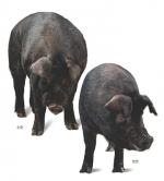 농진청, ‘우리흑돈’ 전국 보급…흑돼지 품종 국산화