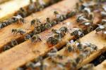 양봉농가, 꿀벌 사육 시작한 날부터 30일 이내에 등록신청서 제출해야