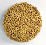 국산 쌀보리, 비만ㆍ골다공증 억제 효능 세포실험서 밝혀