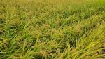 올해 쌀 생산량 350만7천톤…작년보다 6.4% 감소
