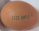 [식품안전 365] 난각코드 W9P1E 계란 회수ㆍ폐기