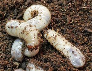 식용곤충 꽃벵이, 근감소 억제…세포실험서 확인