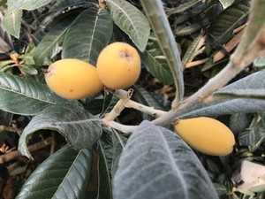 비파잎, 갱년기 여성 증상 개선 효과…동물실험서 확인